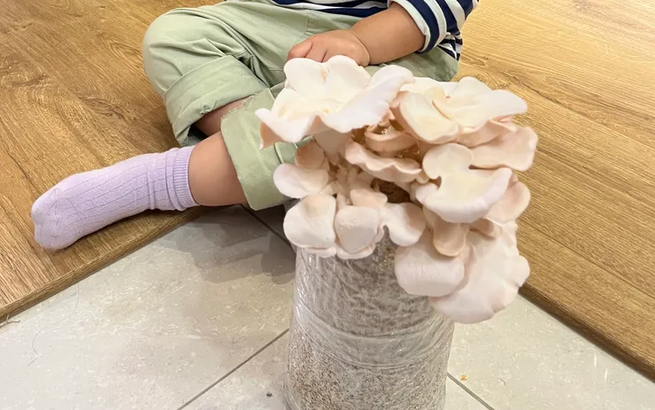 淺粉紅色的玫瑰菇。