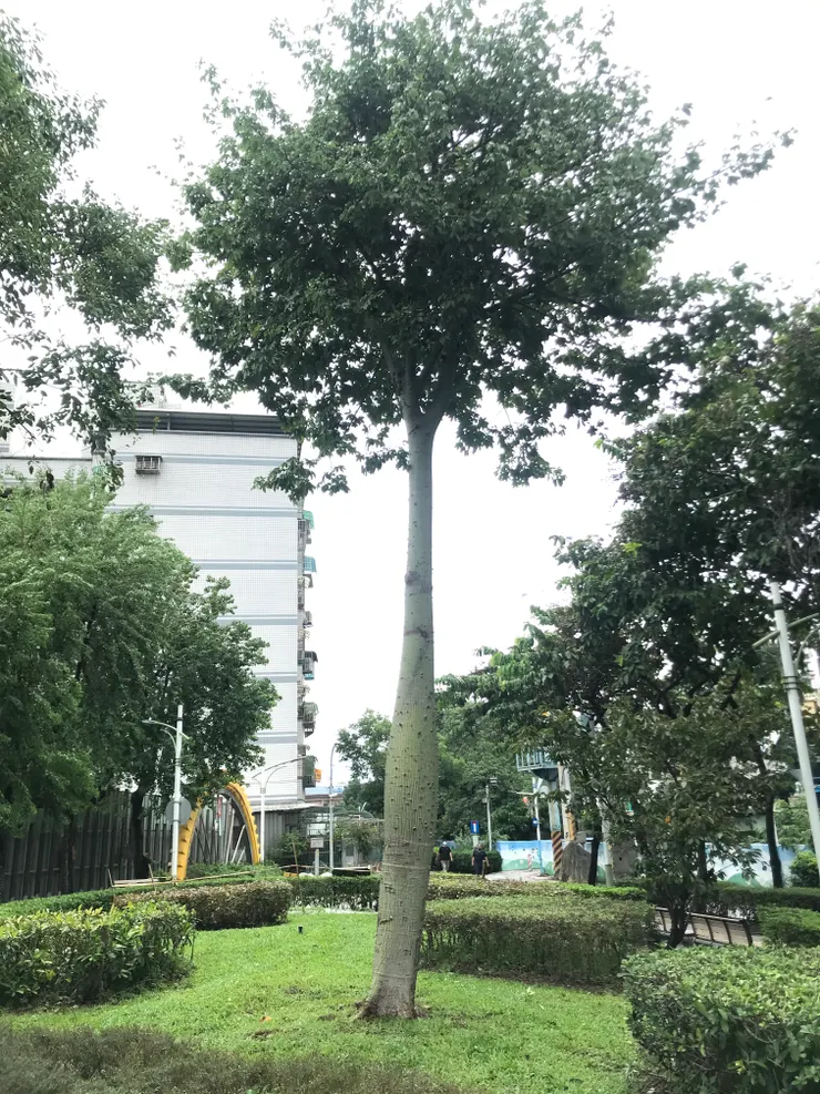 拆掉支架安然度過康芮颱風的大美