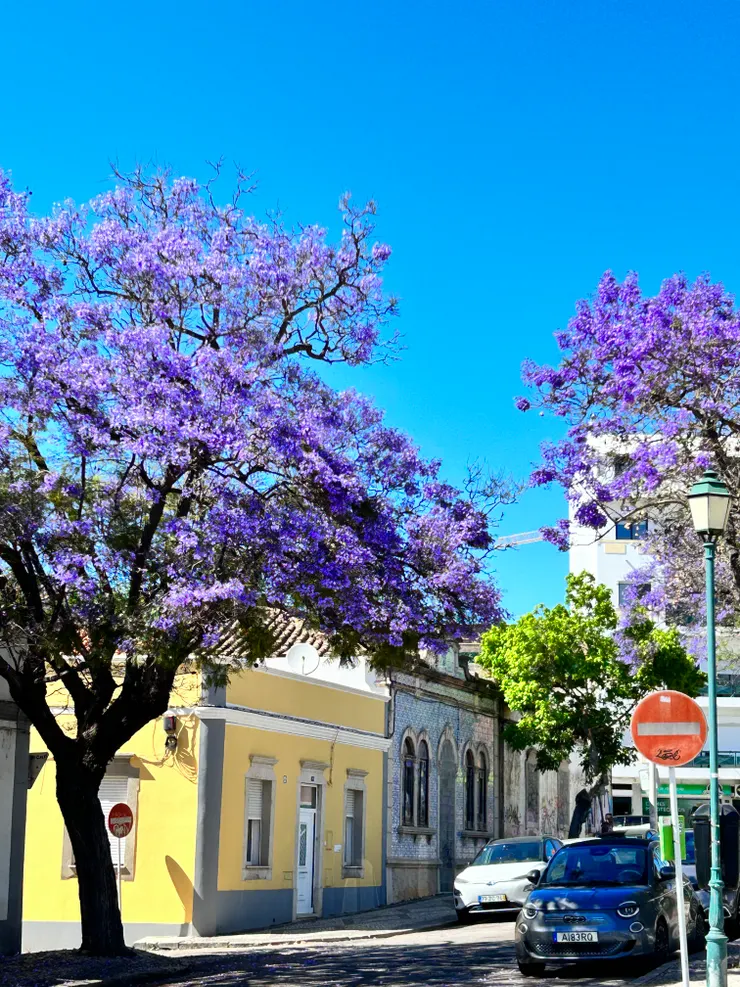 藍花楹開得藍霧一片，朦朧清雅，好浪漫。
