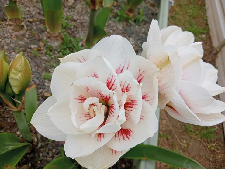 幸福菜園種的-孤挺花