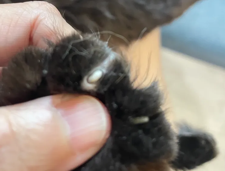 在24小時醫院出院後,發現嘿嘿有指甲斷到根部,醫院卻無人告知。