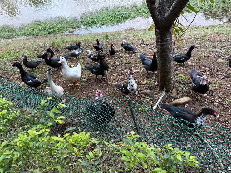 2025/12/05 公司湖邊餵鴨子