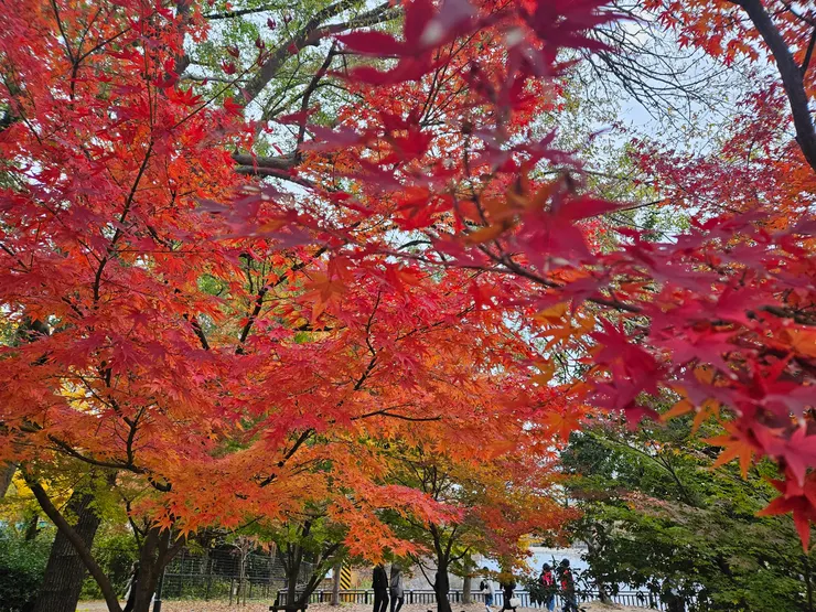 大阪萬博記念公園