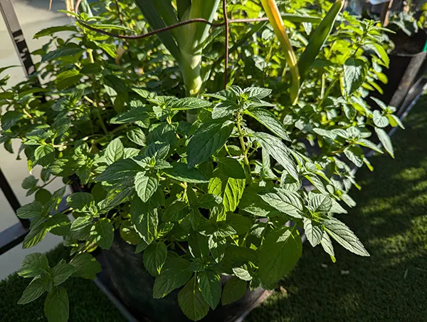 打拋葉的照顧不易, 能長大也是稀奇