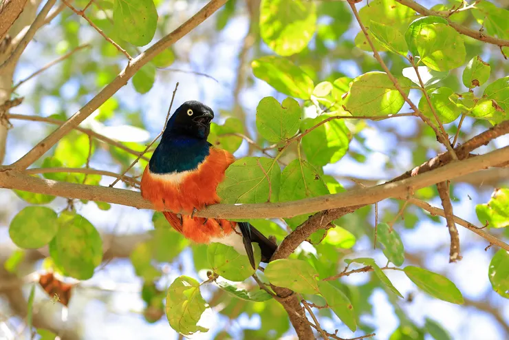 非洲的八哥美到不可限量