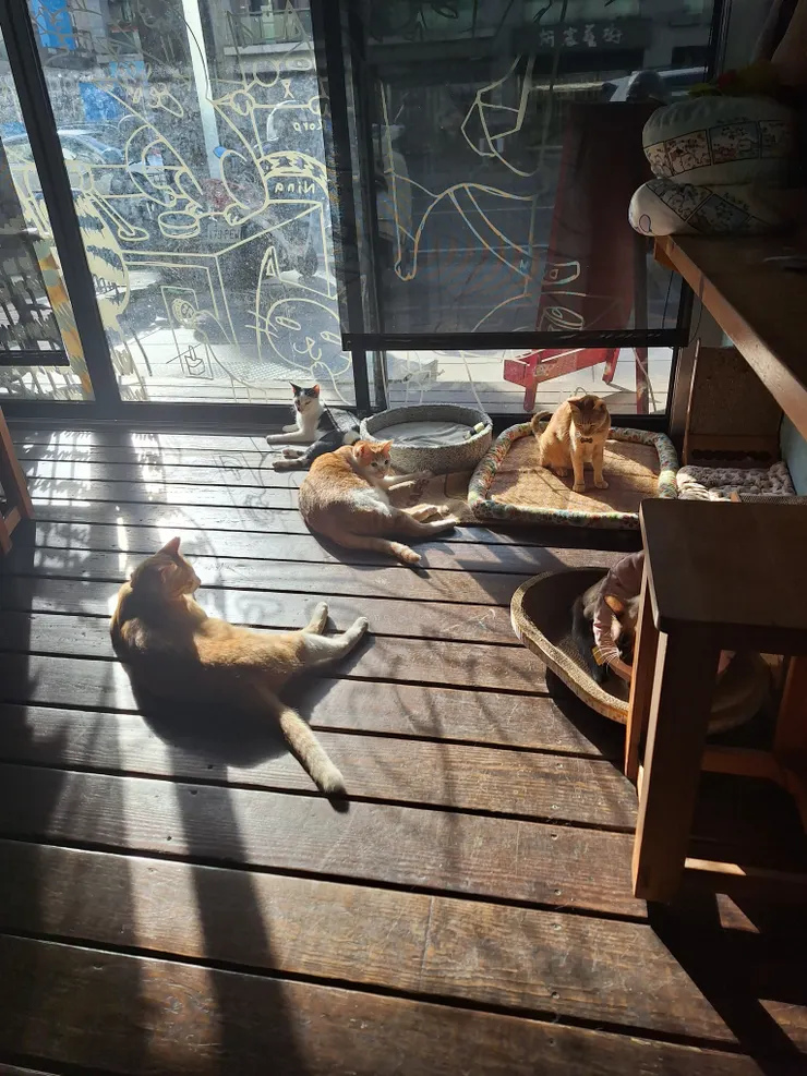貓咪們一起曬太陽