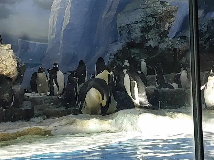 在岸上的企鵝們