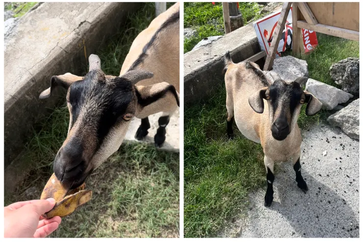 會吃芭蕉皮的好羊！