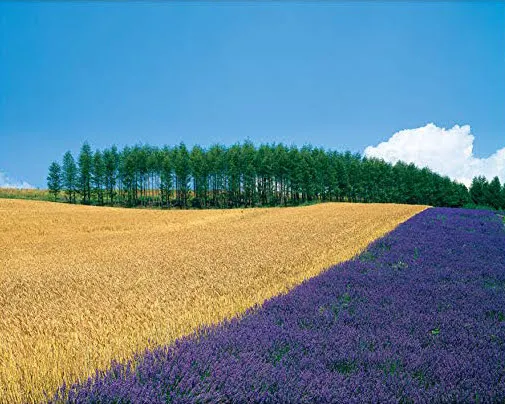 7月的薰衣草已經沒了，專業攝影師的，好美啊