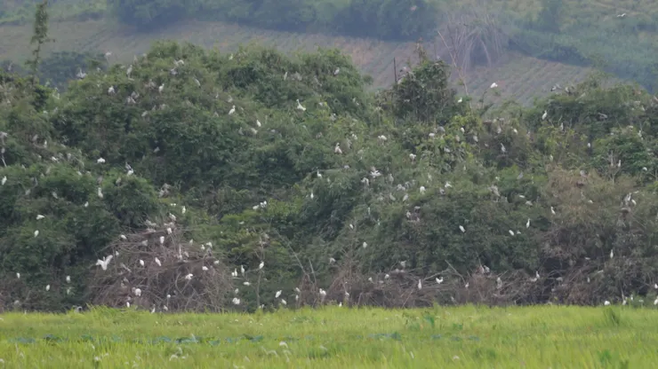 二百隻只是保守估計