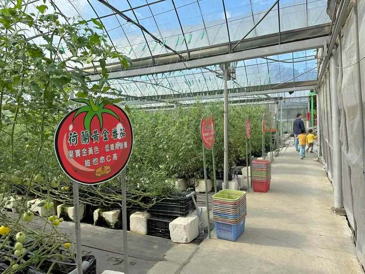 想要體驗採蕃茄的朋友，可以趁秋冬之際前來，屆時會有比較多成熟蕃茄可採