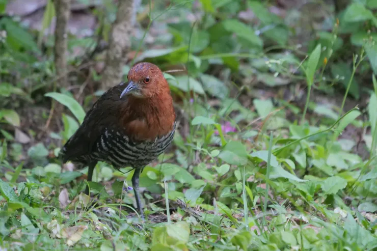 顏色配搭很好看