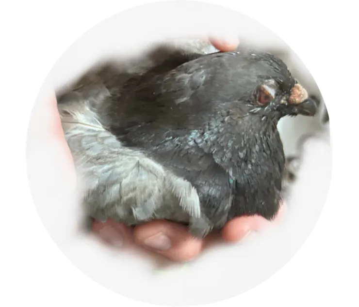 剛被餵藥森氣氣的灰哥