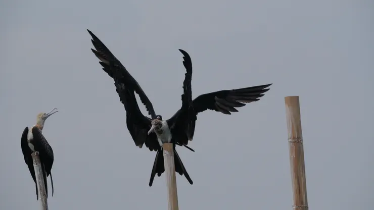 前中位置：未成年鳥