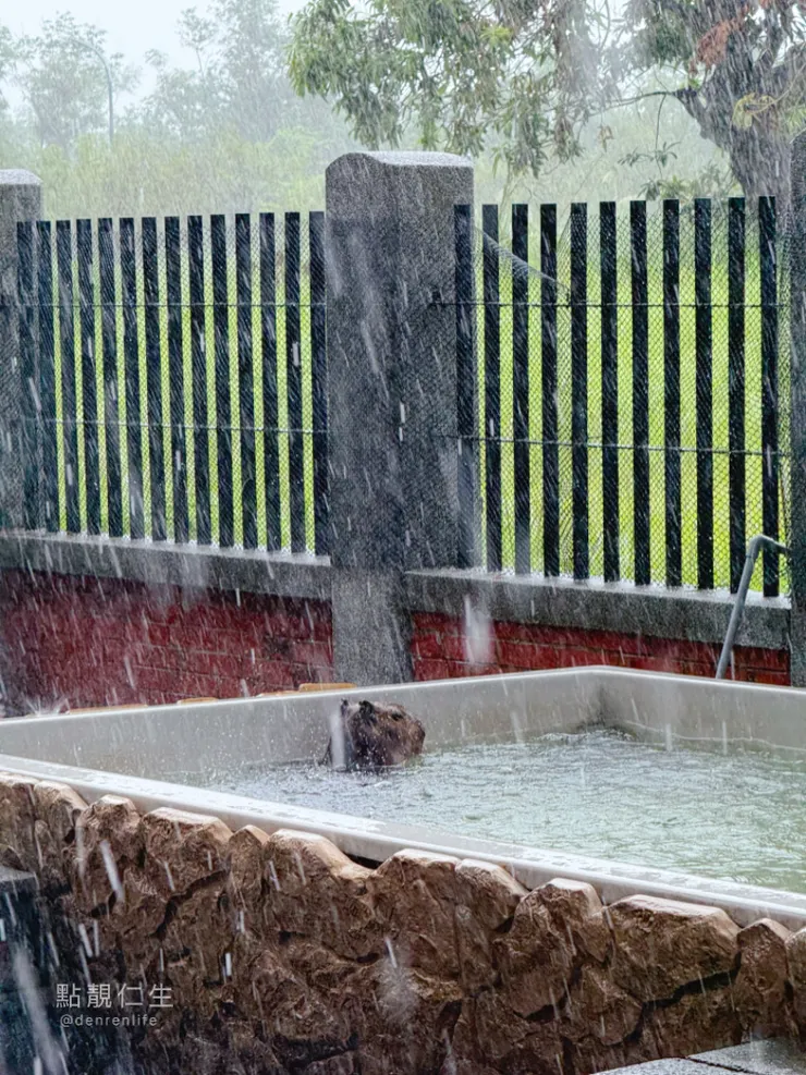 安平夕張所 躲雨泡澡的水豚君｜台南安平區景點