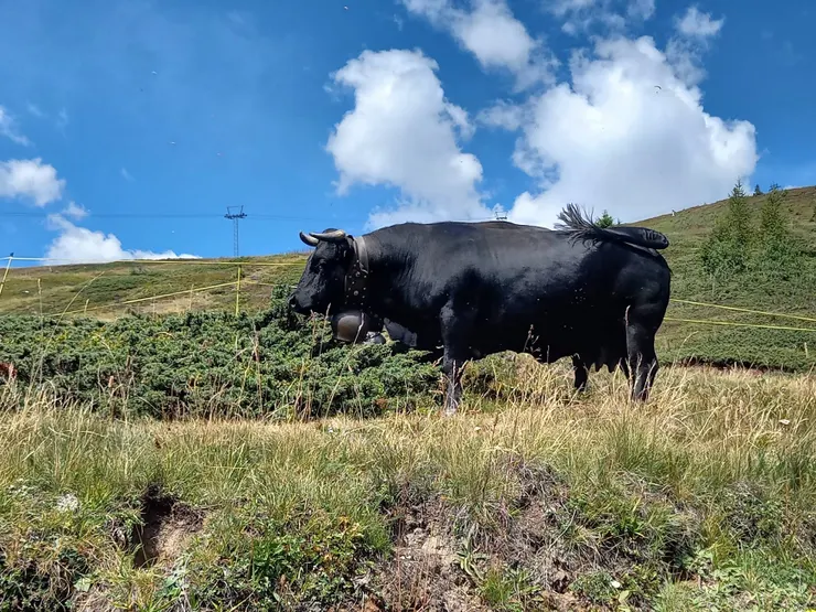 遊玩時要注意地上土黃色的東西很可能是牛糞，直接騎過去會沾染上大自然的氣味，圖為沿途拍攝的牛糞製造者。