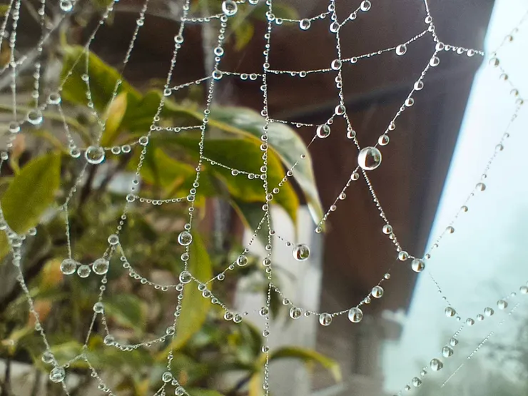 這一張水晶網做「水晶褲襪」