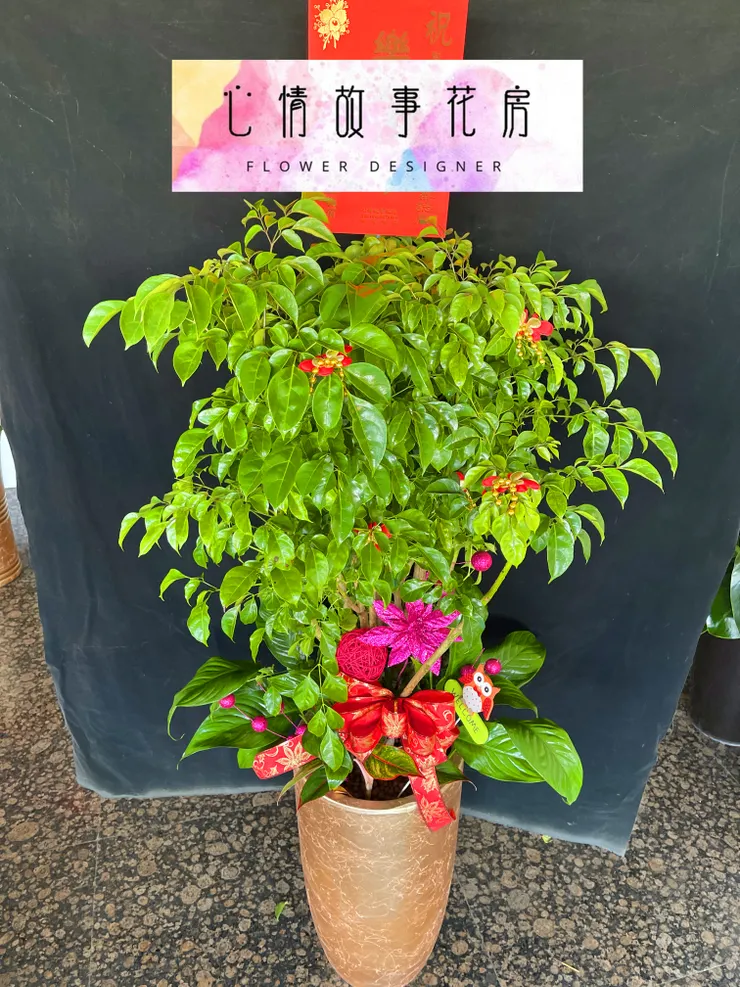 台南安南區花店【心情故事花房】：結合強健植栽的多樣化組合盆栽，為室內環境增添活力、美感與長久持續的健康生長