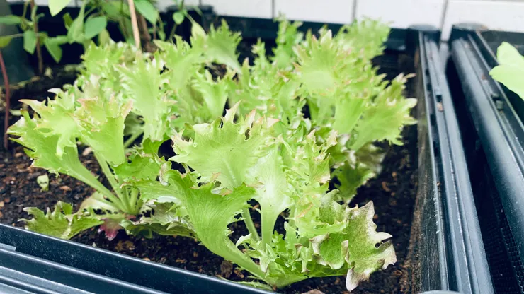 火焰生菜,偏脆硬的口味猜蚜蟲不愛XD