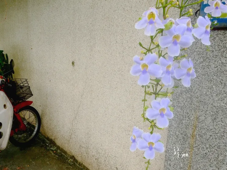 路邊的小花，也是街道的美麗風景