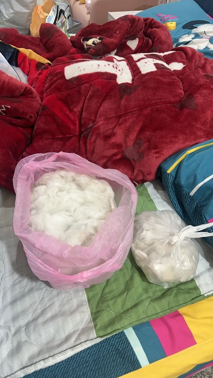 姐姐收集了好多咪咪的毛毛(咪咪姊姊提供)