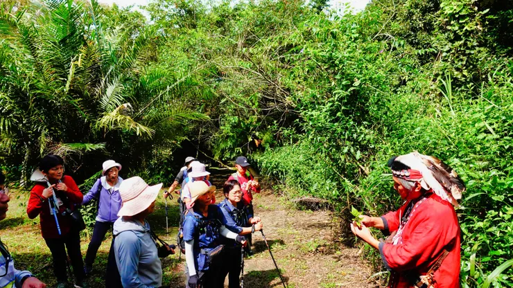 小舌菊在鄒族部落儀式和巫術儀式中是重要的植物。巫師使用小舌菊做淨身與驅邪,在小米收祭典時也會使用小舌菊沾水,撒水用品和作物上面,為的是要把巫鬼趕走。