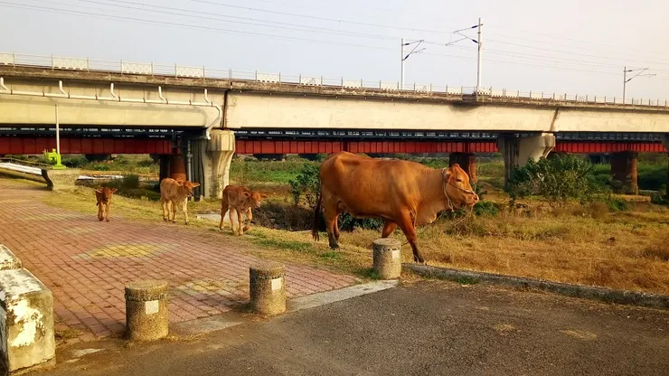 人家養的牛牛，幾年前在大橋下面拍的。