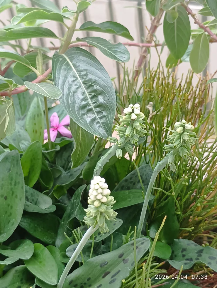 油點百合花開，皆自拍攝