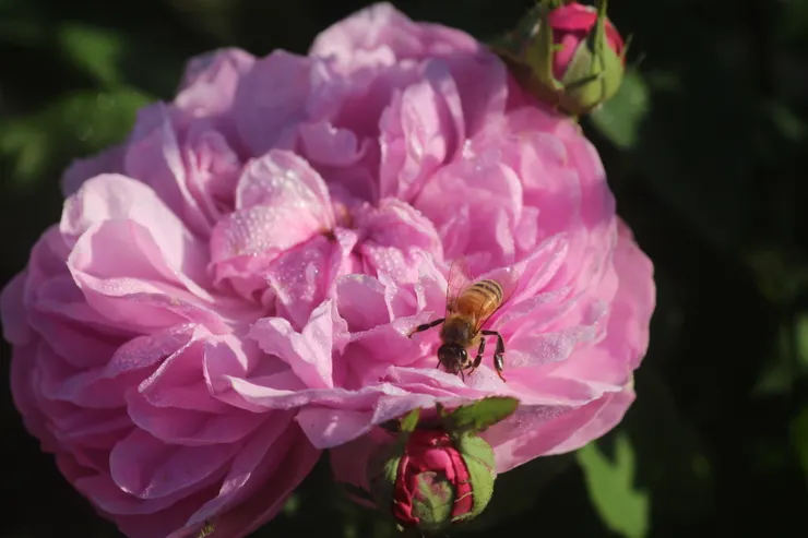 悉多尼的花心有個精緻的、彷彿用緞帶纏縛的鈕扣結，讓大老遠被吸引過來的蜜蜂，繞花三匝，還是不得其門而入
