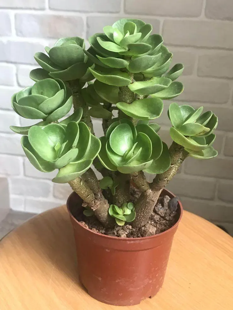 金錢木(Portulaca molokiniensis)
