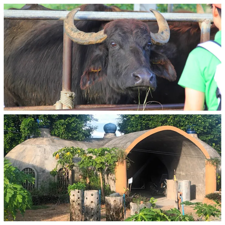 上圖：水牛含情脈脈。下圖：以竹子為結構建材的房屋。