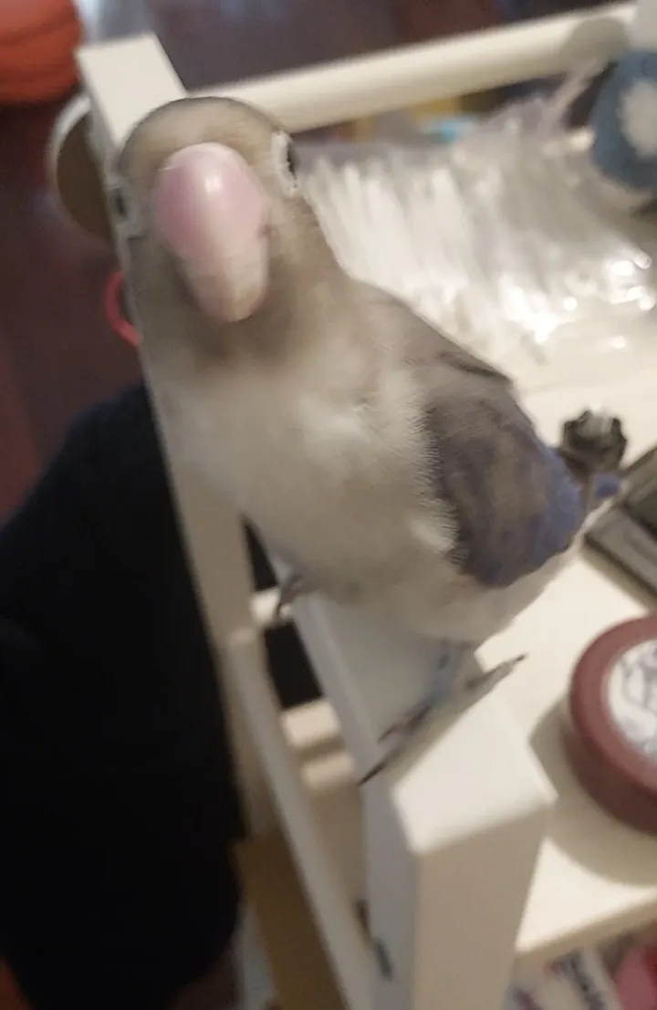 src