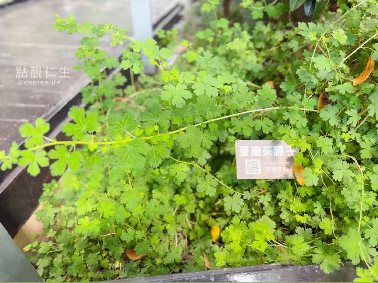 台灣茶藨（ㄅㄧㄠ）子｜台北典藏植物園