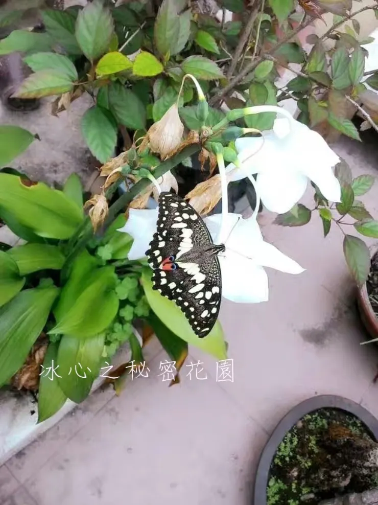 美麗的花蝴蝶（自己拍攝）