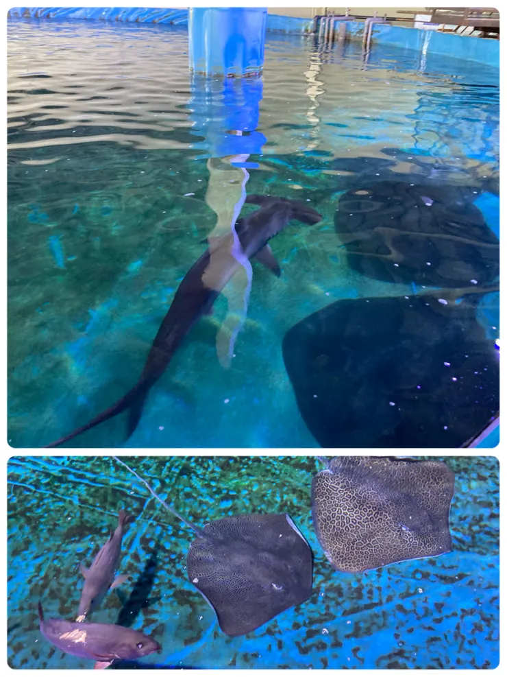 魟魚也是大到有點驚人！