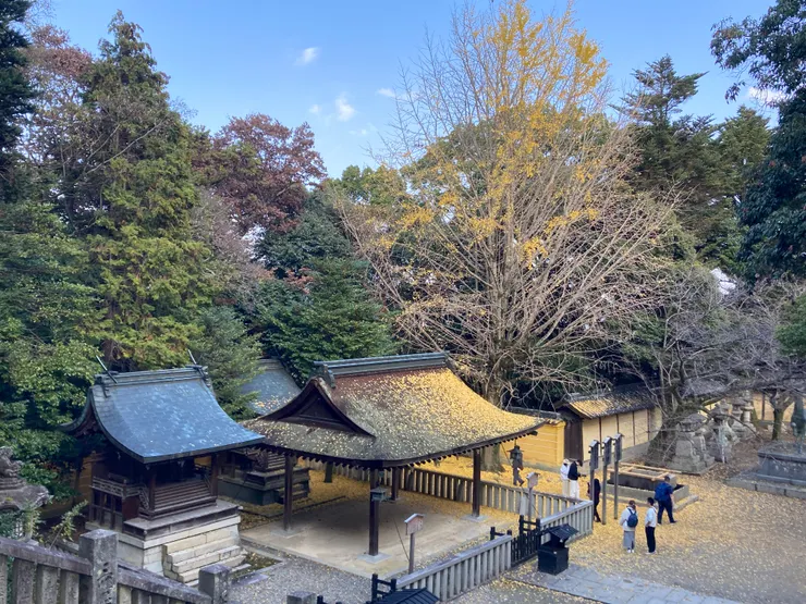 祓戶社·火雷社及凋落的銀杏樹