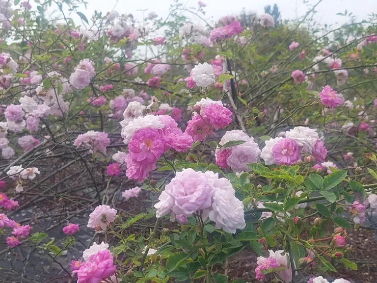 花奴先生育的「笑春風」，已經笑好久，笑到快無力了