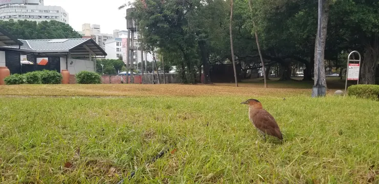 光用手機已經拍得很清楚