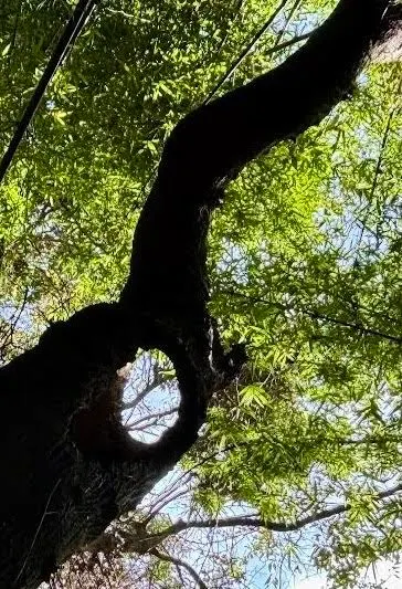 樹洞不是缺陷，而是它生命故事的一部分，象徵著成長與力量。