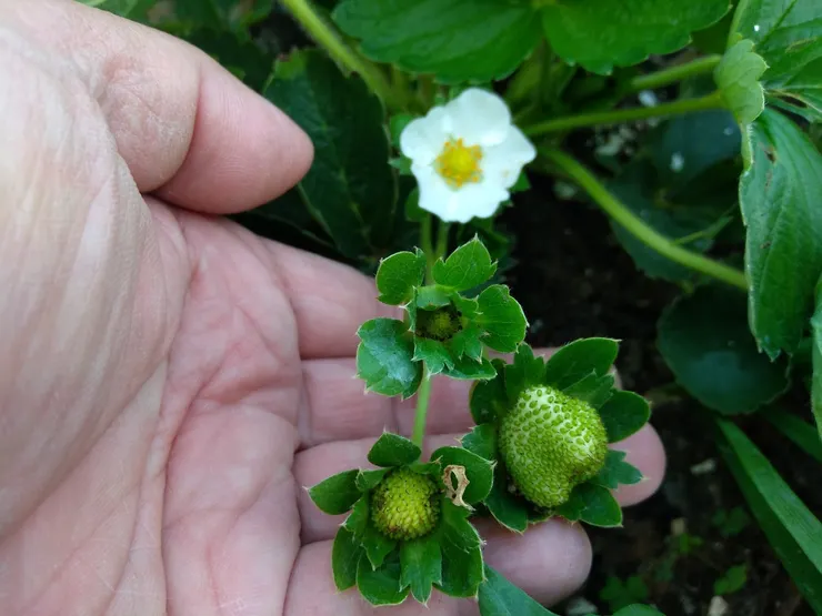 冬之美~草莓開花結果了