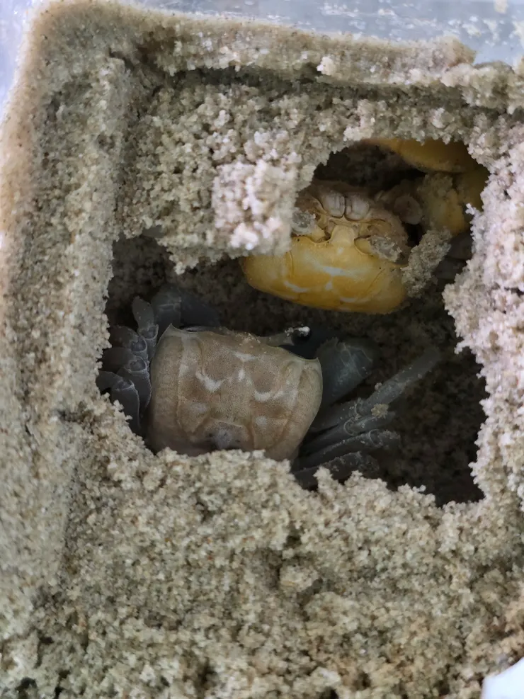 脫殼了的中華沙蟹