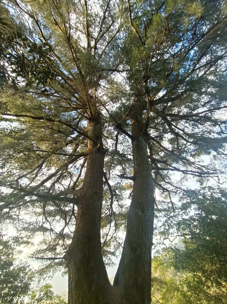 我最喜歡的樹阿伯