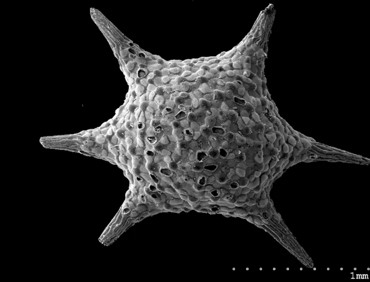 有孔蟲 Photo: 王士偉