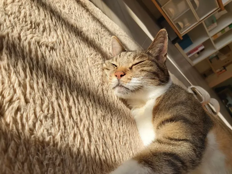 愜意的傍晚，好像就從跟貓躺著開始