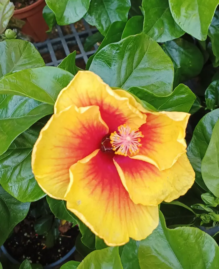 擺放位置不對,光照不當,植物長不好