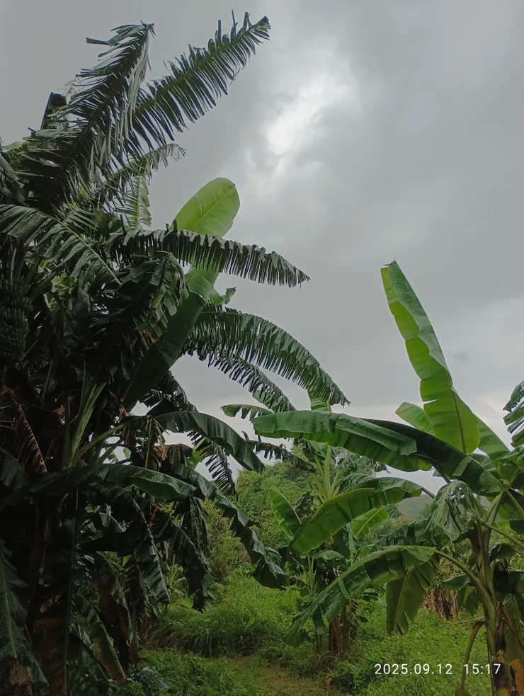 殘雨籠晴蕉葉碎，自拍攝