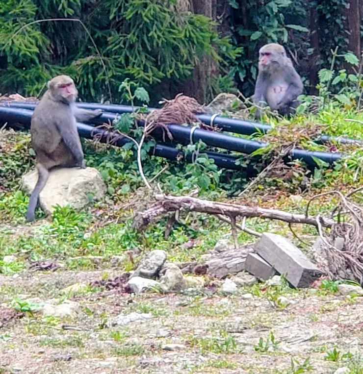 猴子家庭，爸爸媽媽(應該