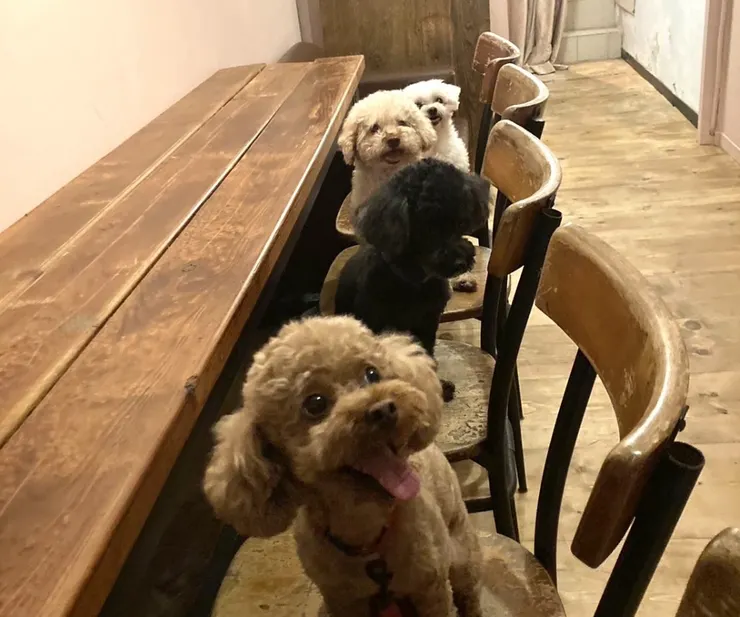 感謝 Uber 讓毛孩越玩越遠！😍photo by @ai_fit1023