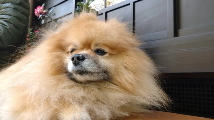 2022聖誕節   嘉義檜意生活村