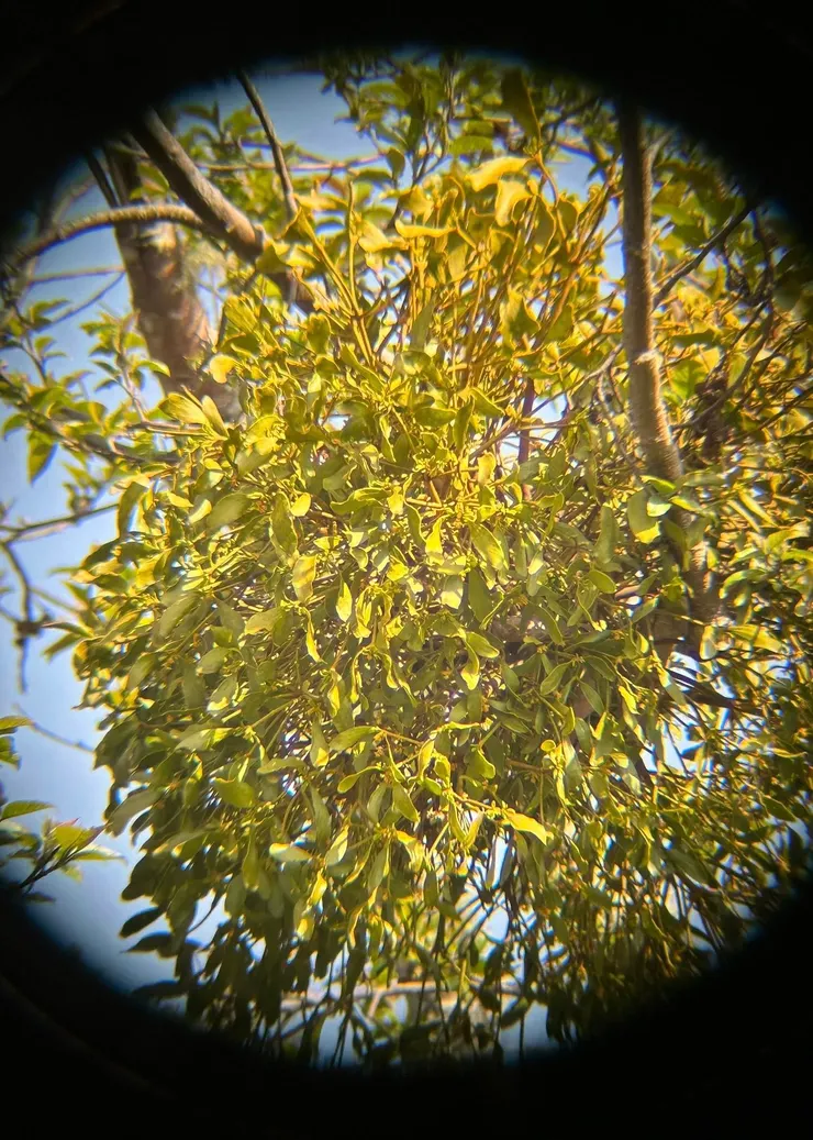 圖01 桑寄生植物